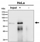 Anti-AKT1 Monoclonal Antibody